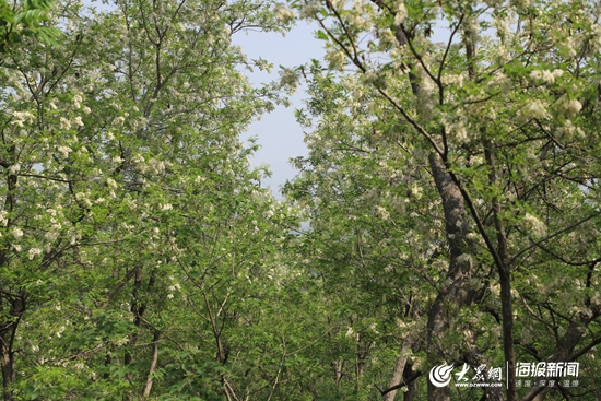 万亩槐花香飘四溢后村镇第二届槐花节举行