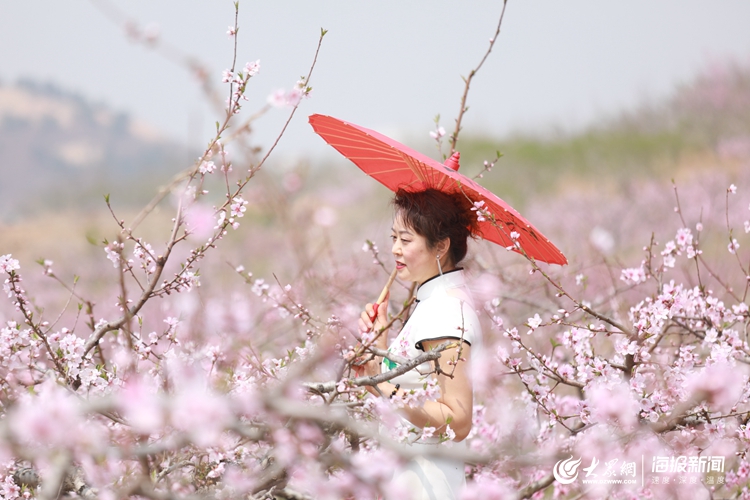 游客在桃花林中拍照