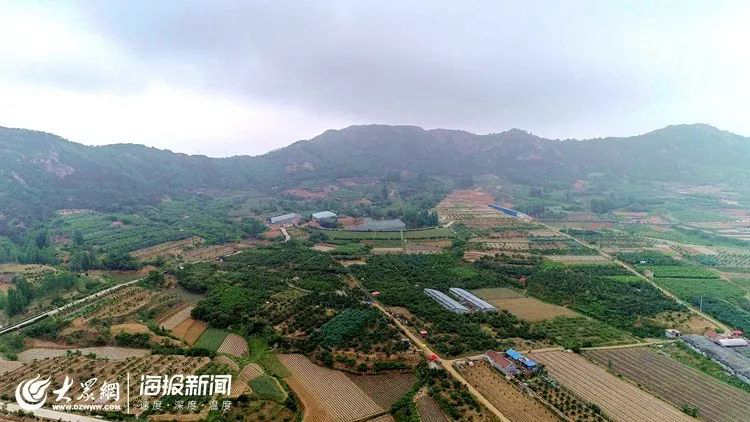 莒县寨里河镇德沃农业蓝莓基地:春暖"莓"花开!