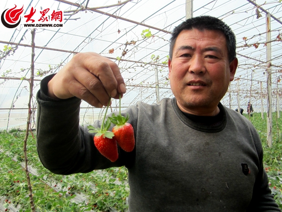 蜜蜂给农民打工 莒县红草莓有了大市场_山水