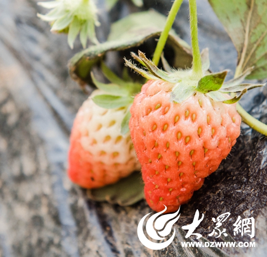 5成熟的草莓 5成熟的草莓