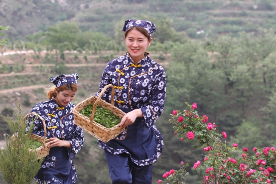 茶乡槐花节_日照绿茶网