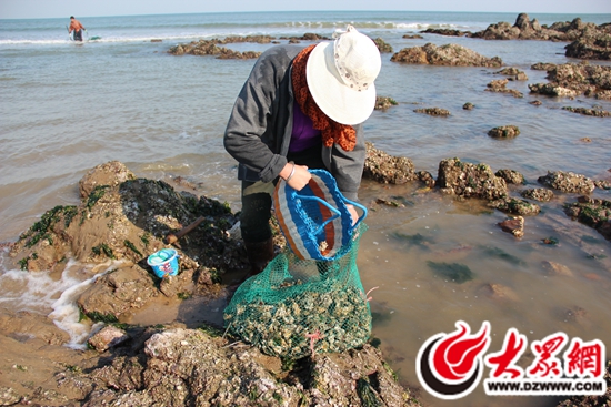 日照海边随潮而动的赶海人 熟手一小时挖百斤