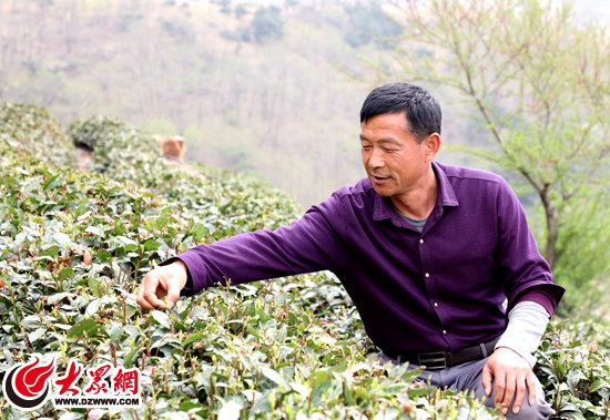 日照甲子山茶业春茶新鲜出炉 尝鲜正当时