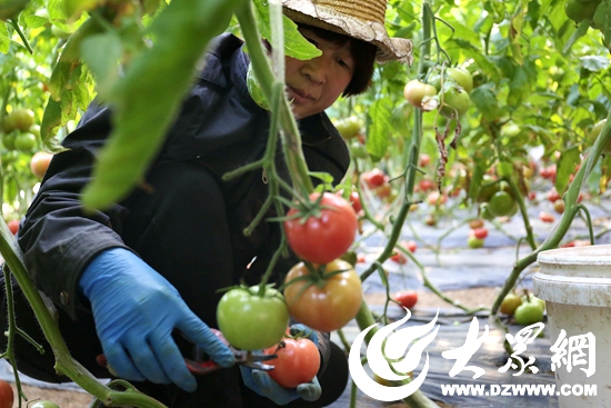 菜农正在摘果