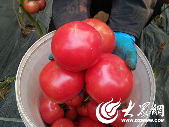 成熟鲜果挂满枝头