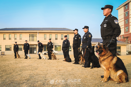 丰扬)"汪汪汪……"12月5日,记者还没走进日照市公安局警犬训练基地的