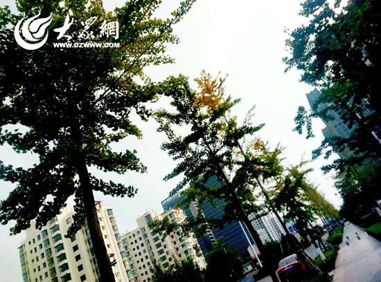 晚上市民采摘白果 大众网日照9月29日讯(记者 陈鹏飞 实习记者 孙龙坤)九月的日照街头,金黄色的银杏果实悬挂枝头。近日,种在道路两旁、身居公园深处的银杏树,因为满身悬挂的白果,让不少市民垂涎,暴力采摘银杏果实的行为也时有出现,脚踢树干、拉扯枝桠、棒打果实为了弄到白果,部分市民用尽了浑身解数。 每年的9月,银杏树上的白果开始成熟,因为白果所具有的营养价值,不少市民开始提着口袋采摘白果。一些生长在小区外、道路旁的银杏树被市民折磨得惨不忍睹。在烟台路附近,市民为了采摘树上白果,直接站到河边的石墩上,一