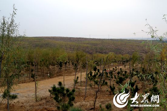 1、弘丰生态林位于大面积土地流转 1、弘丰生态林位于大面积土地流转