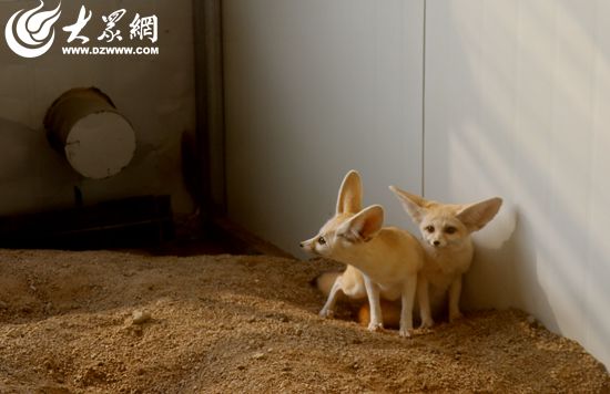 大众网日照11月21日讯(记者 陈鹏飞 见习记者 孙瑜泽 实习生 崔欣桐 通讯员 郑凯)随着寒流到来,日照市连日低温,市民最近出行都裹起了大衣,室内纷纷通起了暖气开启了空调。同样在面对冬天的到来时,日照海洋公园里的工作人员也早早安排起动物们过冬的准备。 谁给我嗑瓜子,谁就是我的好朋友哦 日照海洋公园是世界首个将海洋馆与花鸟园完美融合的新型海洋公园,世界少有的将海洋动植物和陆生动植物综合展示的主题公园,未来将打造成一个世界级的旅游项目,为达到这项要求,有太多太多工作人员在背后默默付出。在此之中,为了这些外
