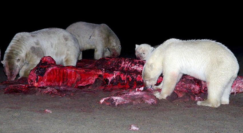 20余只北极熊围食鲸鱼尸体 场面震撼