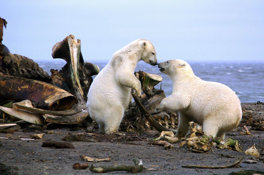 20余只北极熊围食鲸鱼尸体 场面震撼