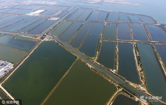 航拍日照萬寶濱海風景區養殖區 蝦池縱橫交錯媲美梯田