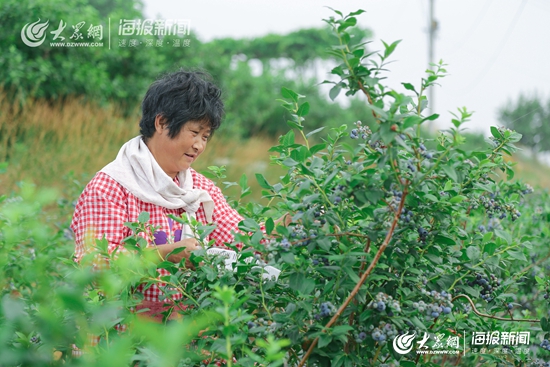 北京蓝莓采摘园图片