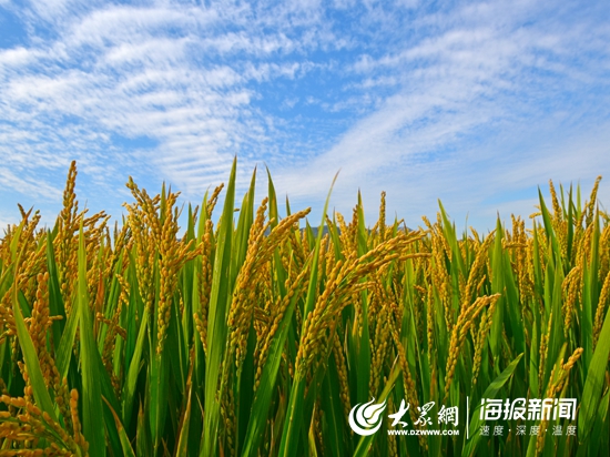 农民收割稻子(大众网摄友团 陈为友摄)