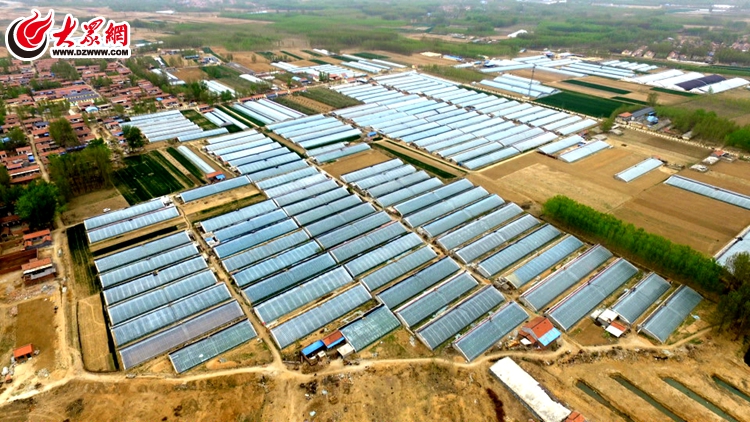 莒县安庄镇:扩大设施农业经营规模 打造乡村振兴战略先行发展试验区