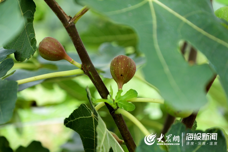 夏庄北山农场团购网站_欢乐牧场团购