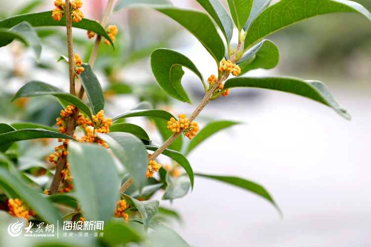 真香點開聞一聞莒縣這裡的金桂花香