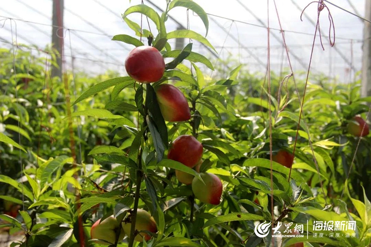 莒县果庄镇油桃熟啦!开年第一果 桃香满枝头