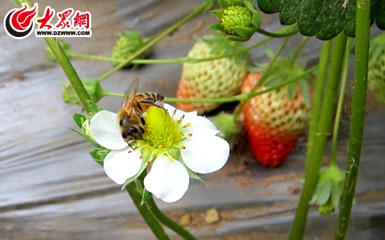 蜜蜂授粉 蜜蜂授粉