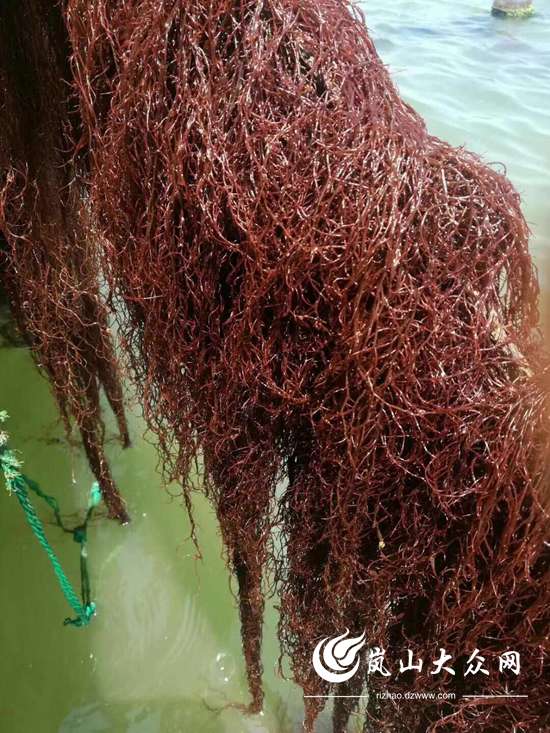 收得不如长得快 岚山"海上菜园"休渔期获丰收