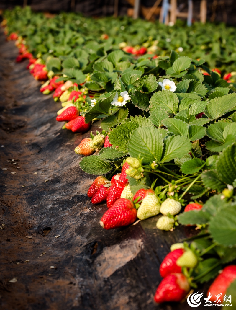 红红草莓园图片