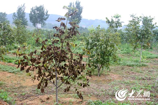 由于缺乏技术和科学管护,不少核桃树病死 由于缺乏技术和科学管护,不少核桃树病死