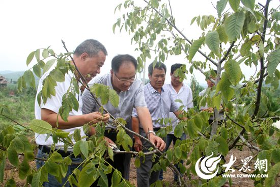 专家指导修剪树枝 专家指导修剪树枝