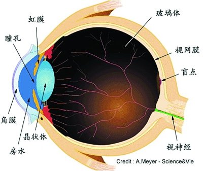 瞳孔和瞳仁的区别图图片